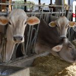 Zootecnia, contributi ad allevatori per il “benessere animale”